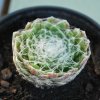 Sempervivum arachnoideum